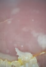 Roze Onyx